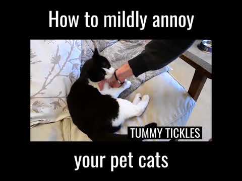 How to mildly annoy your pet cats