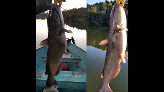 How to catch channel catfish in early fall on Lake Rhodhiss.