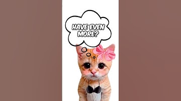 Why does the kitty cheat? Explain with Kitties