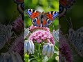 crow is angry now but butterflies are clever...#entertainment #ai #family #cartoon
