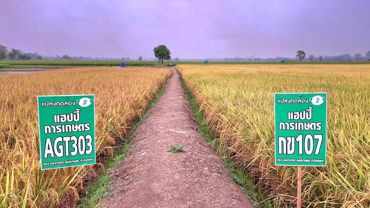 พร้อมเกี่ยว พร้อมกัน.....กข 107 &  AGT 303.....ณ โคก หนอง นาทามมะค่า มหาสารคาม