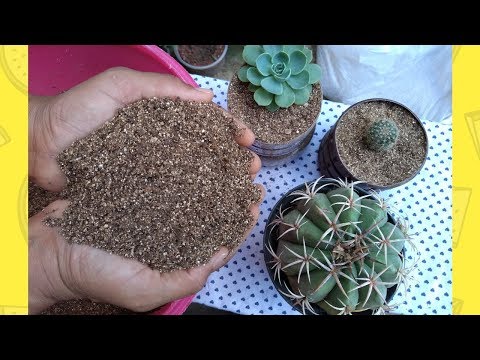 Vídeo: Solo Para Suculentas: Que Tipo De Terreno é Necessário E Como Preparar A Composição Com As Próprias Mãos? Como Plantar Suculentas Em Casa Em Substrato De Coco?