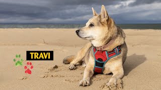 Download Lagu Travi Lovey, My Best Friend...  (Round Here - Cripple Crows Acoustic Cover) MP3