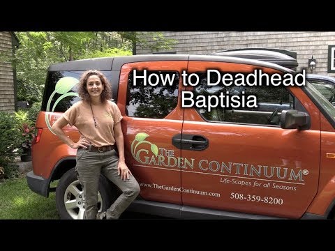 Video: Consejos sobre la poda de índigo falso: aprenda cómo y cuándo podar las plantas de Baptisia