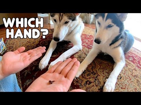 funny-husky-puppy-plays-guessing-game!