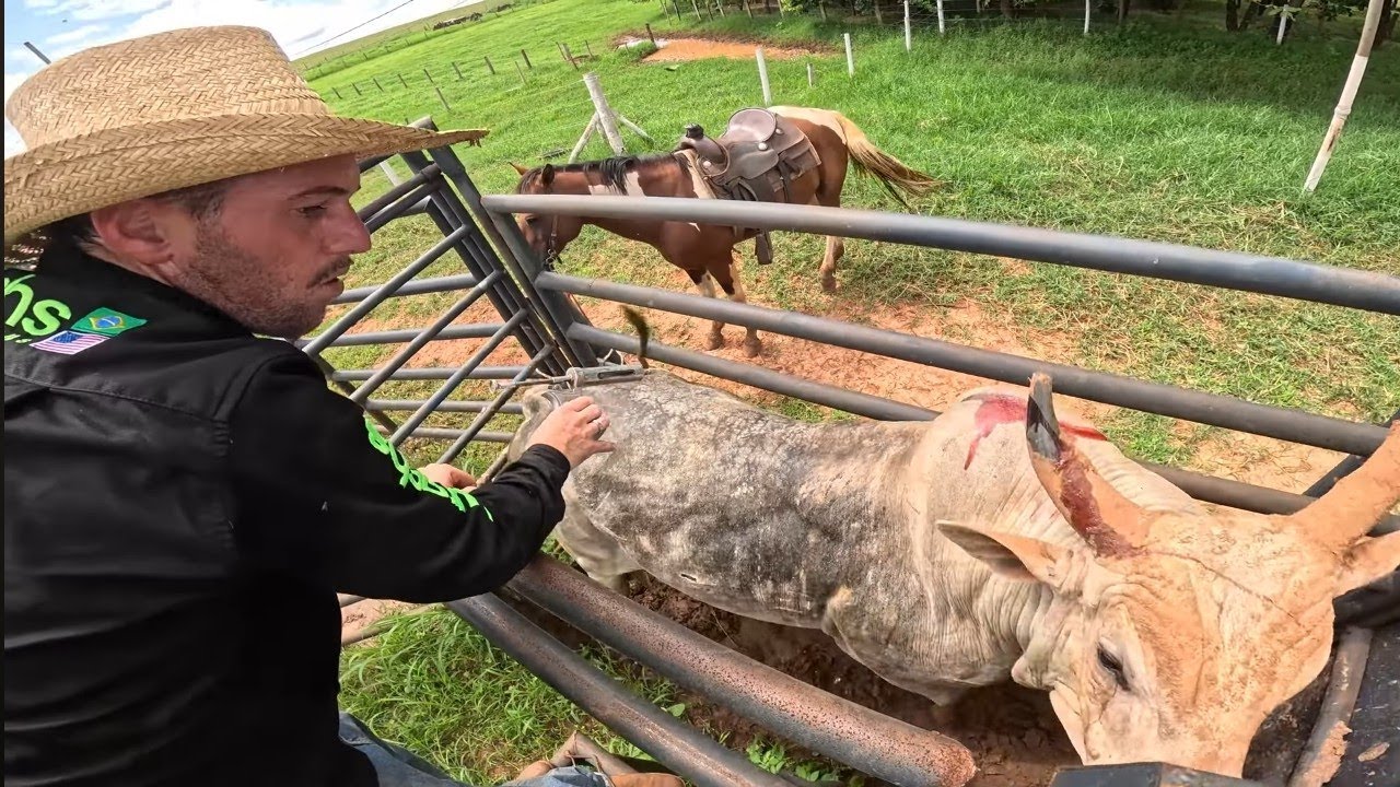 SEGREDO DO BOI SANGUÍNEO 