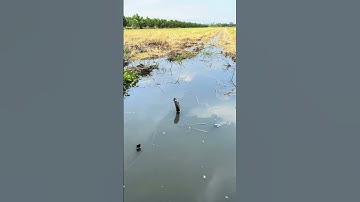 Thêm một ổ cá rô đồng ục như nước cơm sôi dưới ruộng mới cắt lúa xong coi mà sướng con mắt