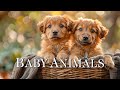 Baby animals  healing for anxiety disorders stress and chronic fatigue with relaxing music
