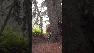 A shy deer in Olympic National Park