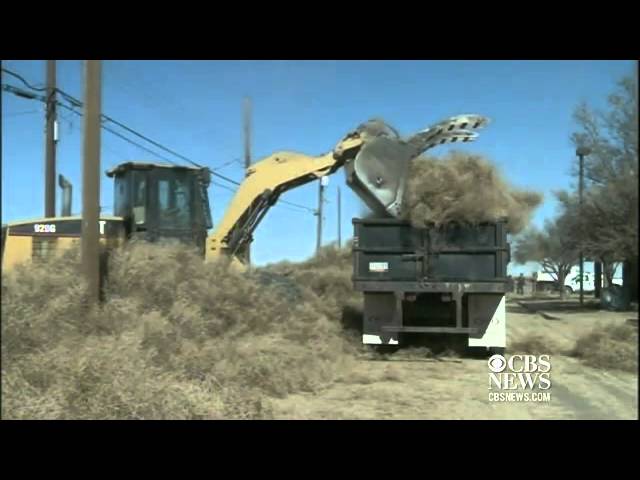 One Photographer's Mission to Capture America's Tumbleweed Invasion