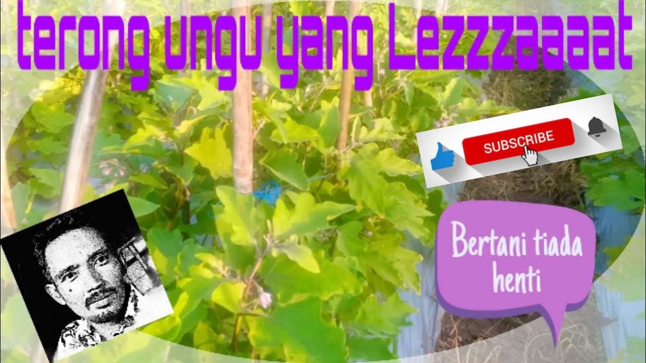 Bertani terong ungu |2020 