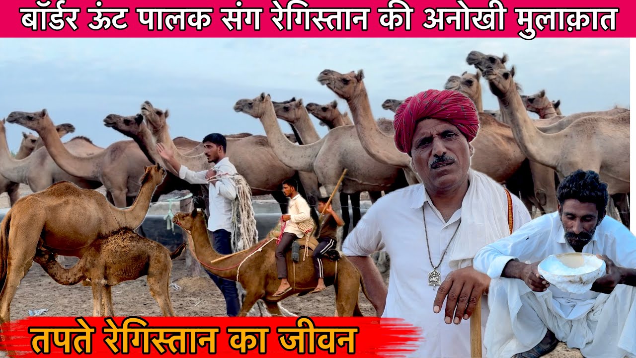 A unique meeting with a camel herder in the desert, drank camel milk for the first time in life 🐪🐪