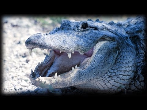 Alligator Attacks 01 - Dangerous Animals