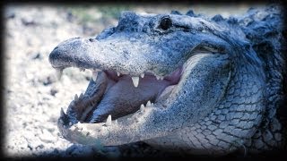 Alligator Attacks 01 - Dangerous Animals Wealth