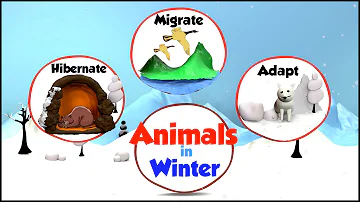 Animals in Winter | What do animals do in Winter | How Animals Prepare for Winter | Winter & Animals