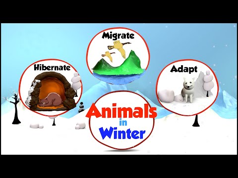 Animals in Winter | What do animals do in Winter | How Animals Prepare for Winter | Winter & Animals