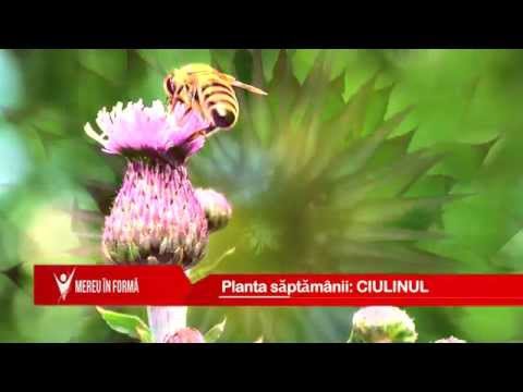 Video: Thistle Cu Frunze De Ciulin