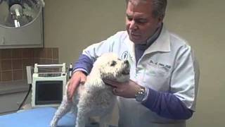 Dr. Peter Hill, DVM