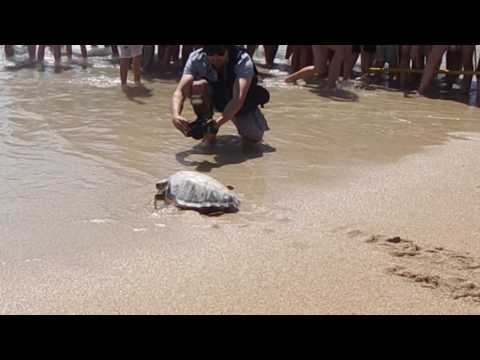Vídeo: Historia Detrás Del Tiro: Tortuga Boba - Matador Network
