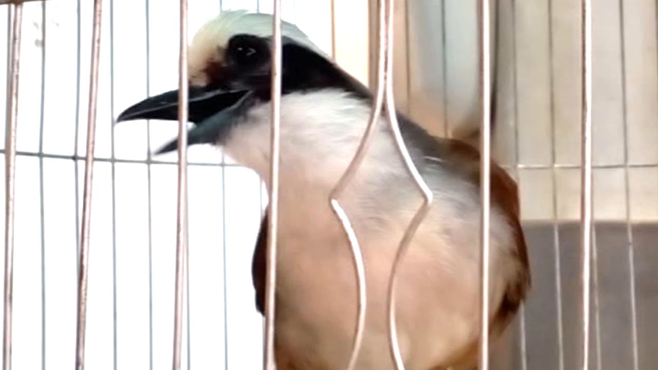 เสียงนกกะรางหัวหงอกตัวเมียร้อง 22