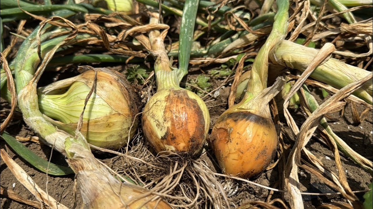 玉ねぎ栽培大失敗！25/5/20