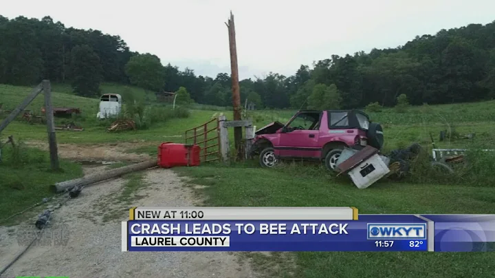 Crash leads to bee attack