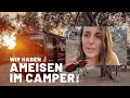 VLOG #10 | Roadtrip entlang der Amalfi Küste 😎☀️ | Ameisenplage auf dem Campingplatz • Italien