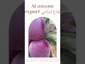 تفاح لبناني Al Amana Export تفاح حاهز للتصدير من مزارعنا اسعار منافسة 