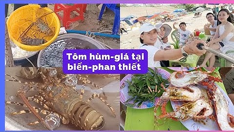 Giá tôm hùm mua tại biển || giá tôm hùm tươi sống 1triệu / ký || làng chài mũi né phan thiết