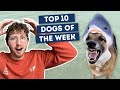 The dogs were good again   top 10 dogs of the week