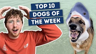 The Dogs Were Good Again  | Top 10 Dogs of the Week!