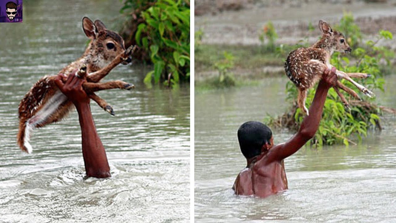 Спасая маленькие жизни. Мальчик спасает животное. Доброта спасение животных. Ребёнок спасает тонущее животное.