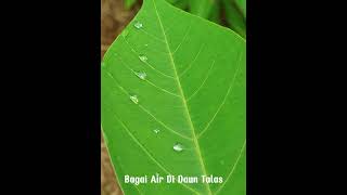 Bagai Air Di Daun Talas