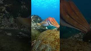 Giant Octopus #shortvideo