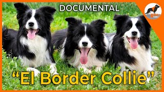 The Border Collie 🐾 "The most intelligent breed" Documentary.