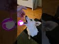 Gülmekten öldüm 😂Lucky Yakala Derken Beni Bitirdi 🐶