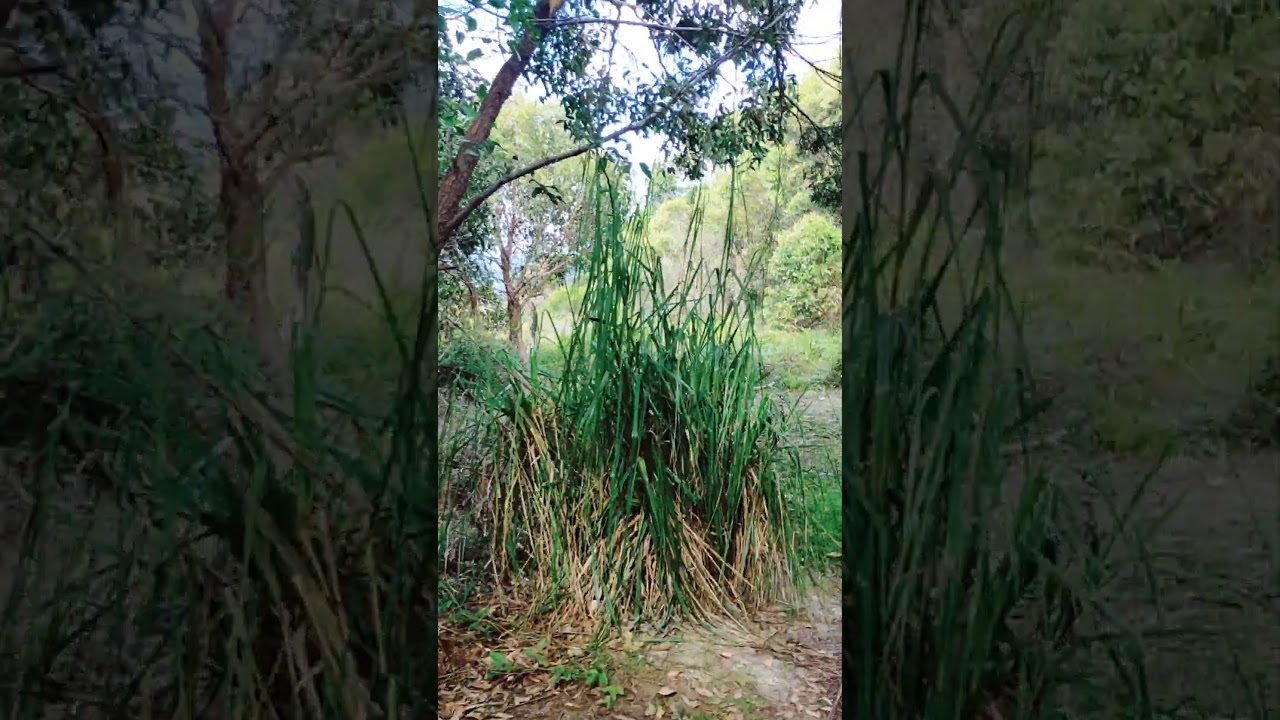 Bushwalking to the beach 