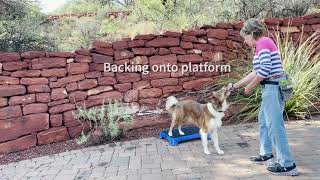 Shaping the Sit to Down for Command Discrimination