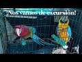 Picnic con guacamayos volando libres | Lira (Ara chloroptera) y Kazoo (Ara ararauna)