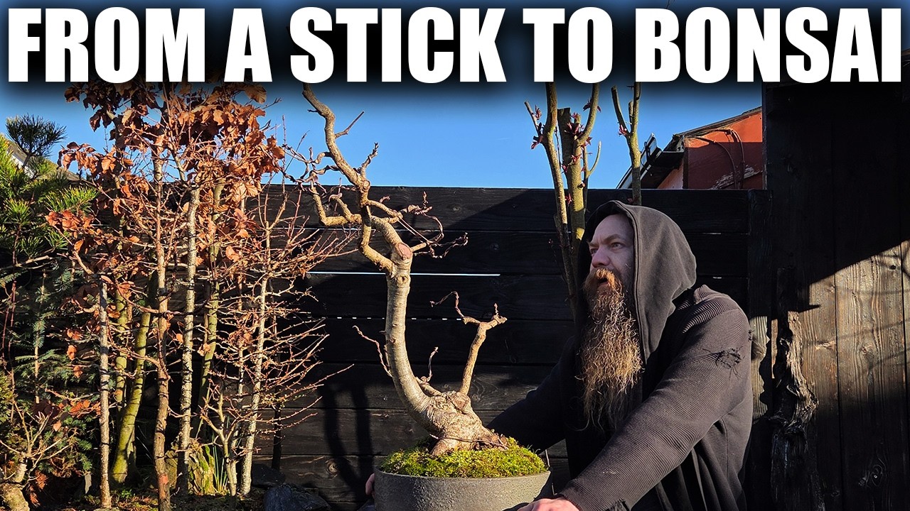 Oak Bonsai..10 years development from a stick