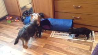 Yorkshire Terrier Puppies 8 weeks old