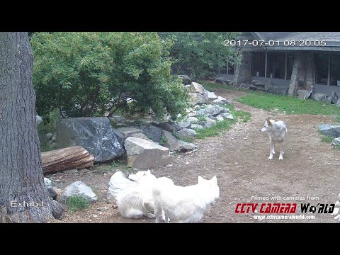 click to play the video
