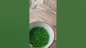 Ducks Annihilate A Bowl Of Peas 