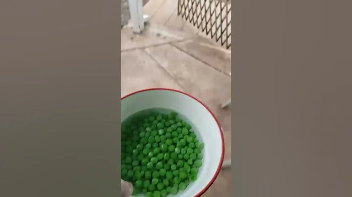 Ducks annihilate a bowl of peas - DayDayNews