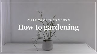 【gardening】ハイドロカルチャーの作り方・注意点に気を付ければ初心者でも育てやすい100均アイテムを使って・植え替え・カビが発生した時の対処方法他