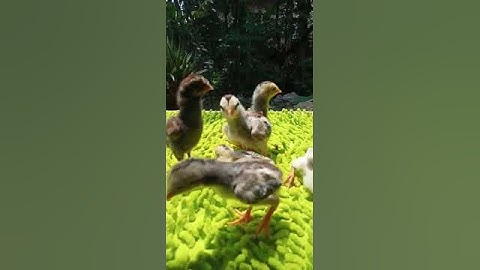 qaib phab mab and qaib thai children, qaib pama farming in cianjur west of java indonesia #shorts