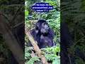 Did you know gorillas are mostly vegetarians? 🌿🦍
