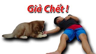 NTN - Giả Chết Thử Lòng Cún Con Alaska ( Playing Dead With Dog )