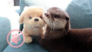 カワウソ コタロー　赤ちゃんレトリバーとの友情　Kotaro the Otter and Cute Puppy Toy