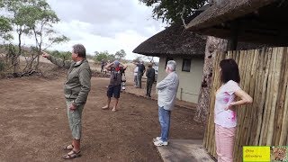 Lion Scare At Popular Picnic Site In Kruger Park - Tshokwane